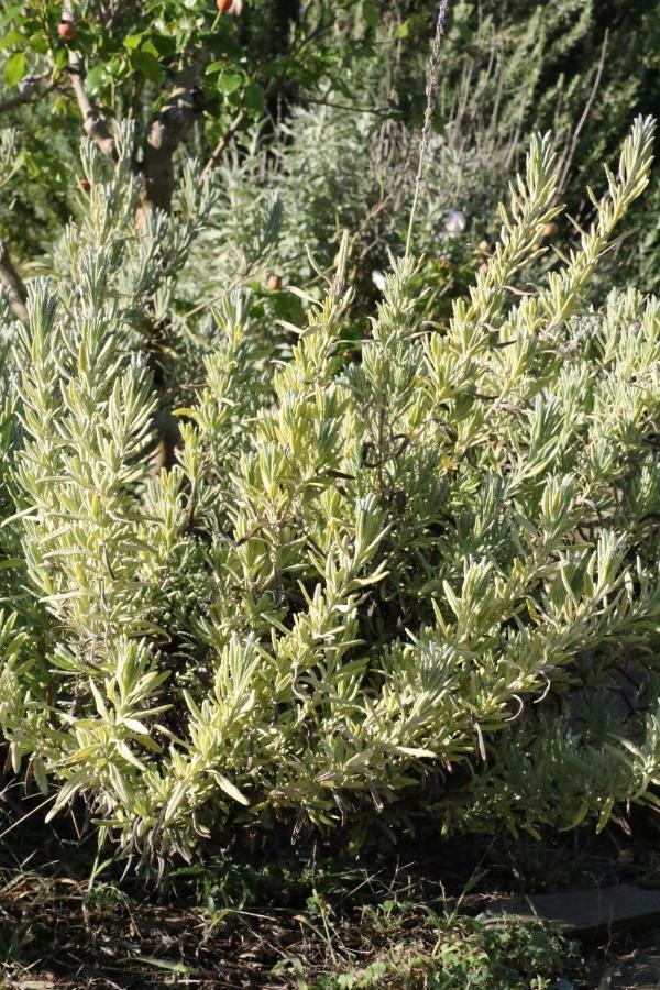 מונטיאנו Agriturismo Tinti מראה חיצוני תמונה